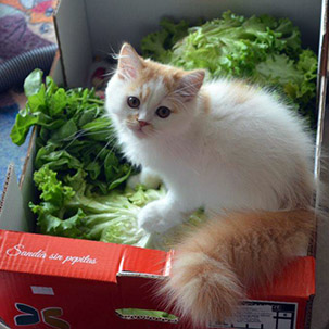 chaton salades