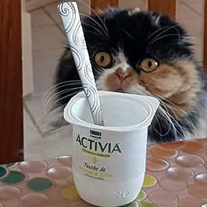 chat yaourt