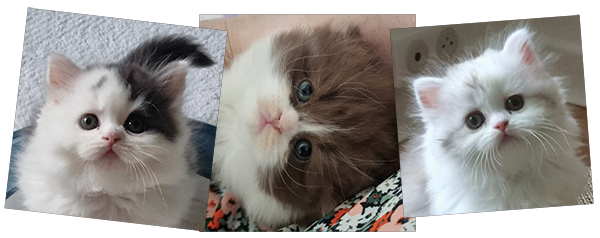 Chatons disponibles