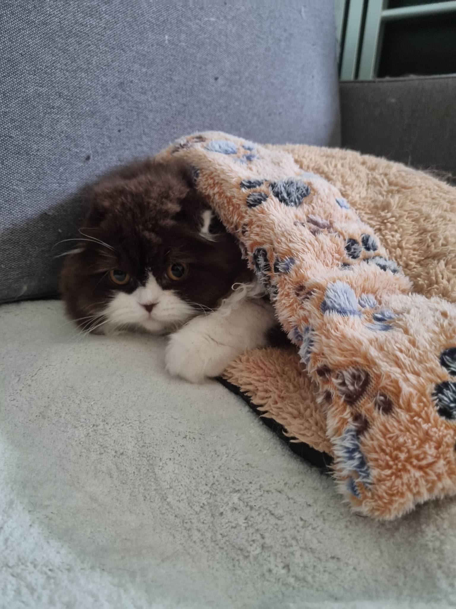 chaton highland fold chocolat et blanc