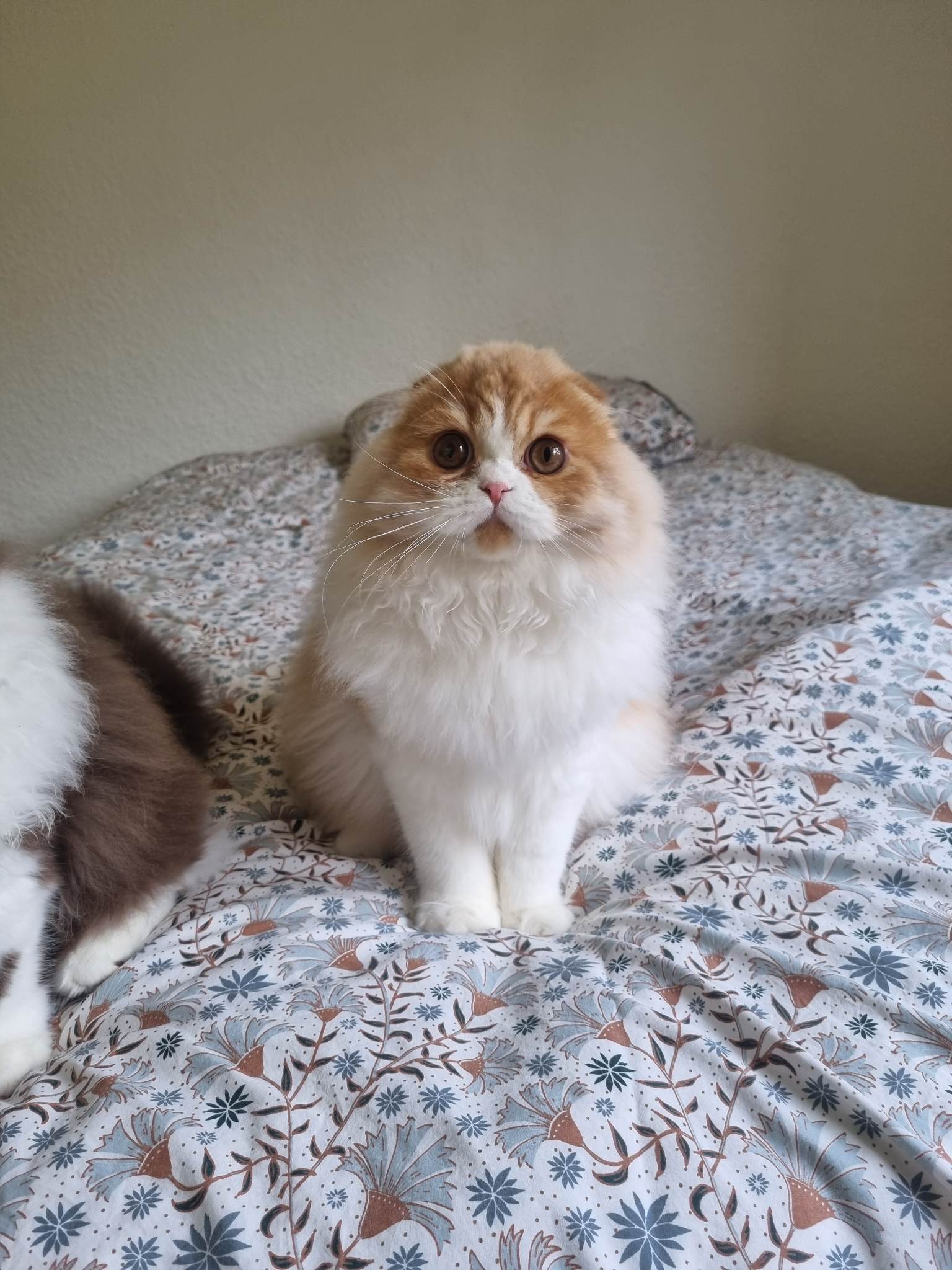 Chaton Highland Fold red moke et blanc