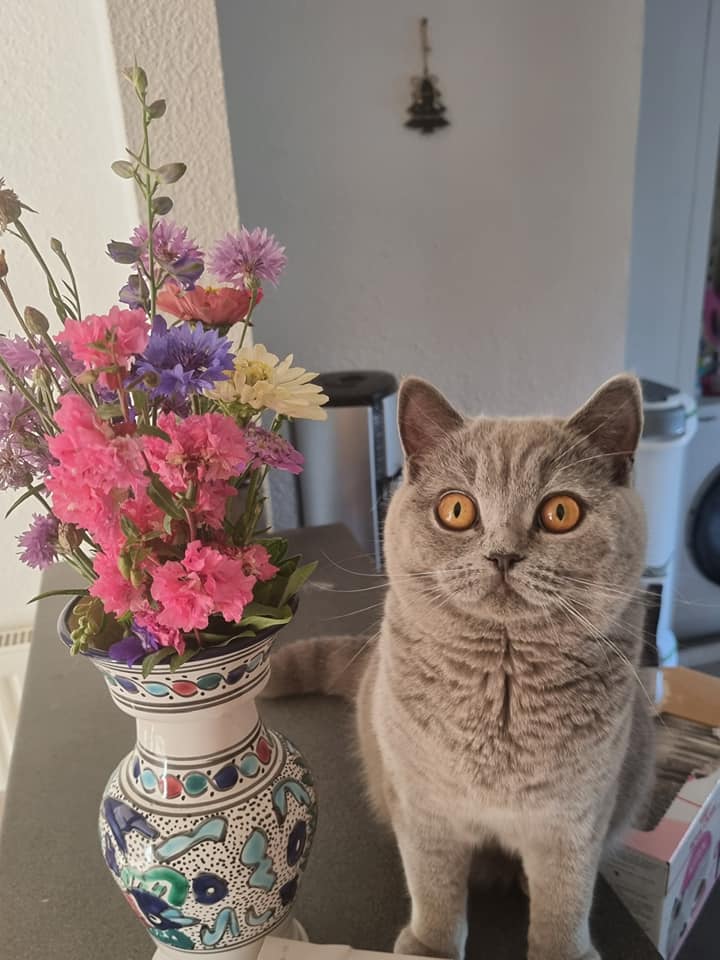 British shorthair bleue