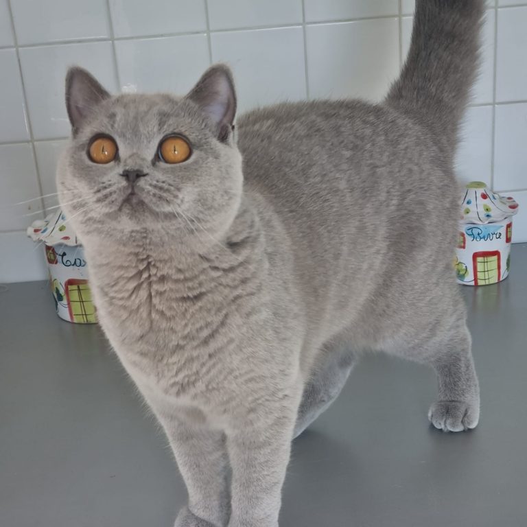 British shorthair bleue