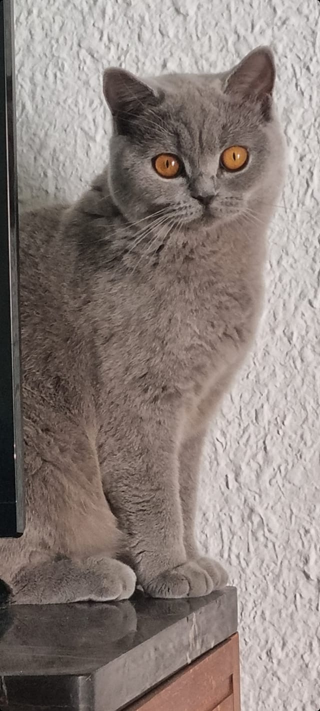 British Shorthair bleue