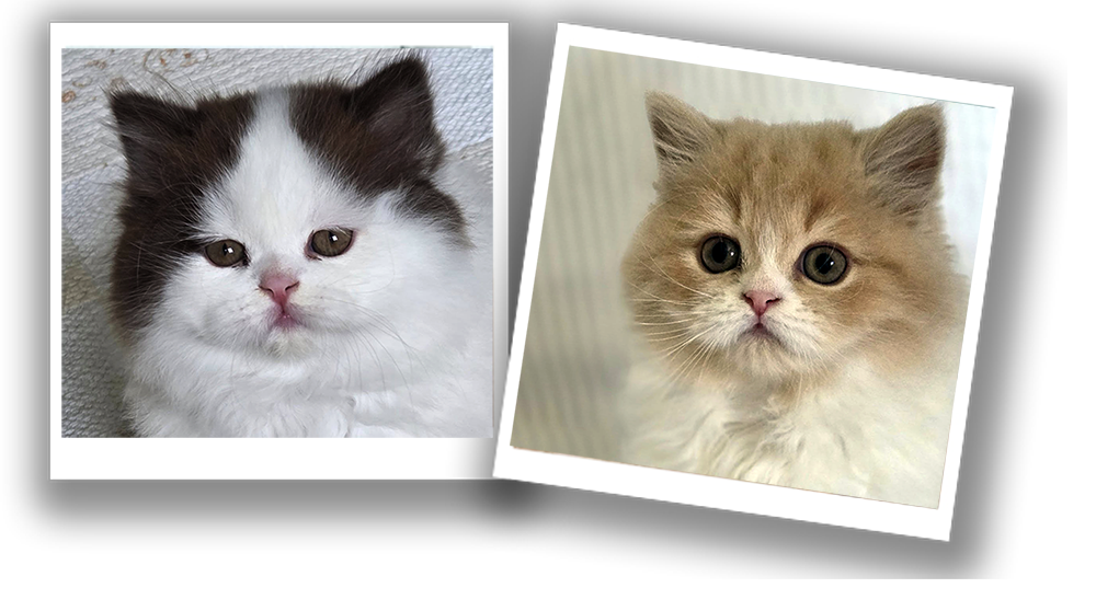 Chatons Highland straight