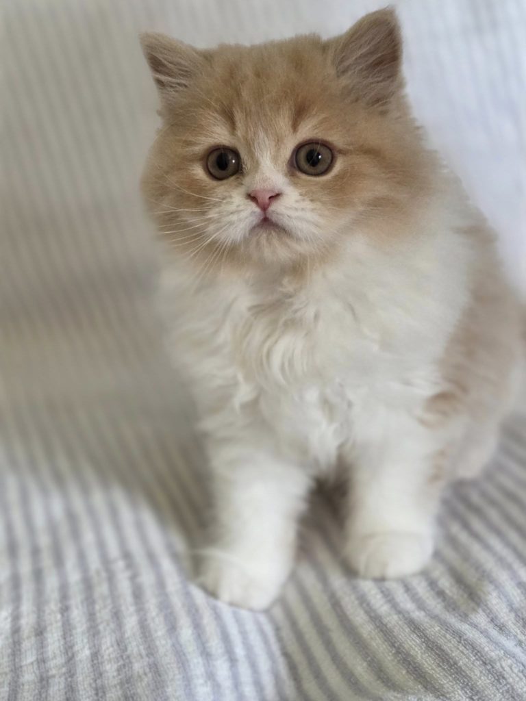 Chaton Highland straight