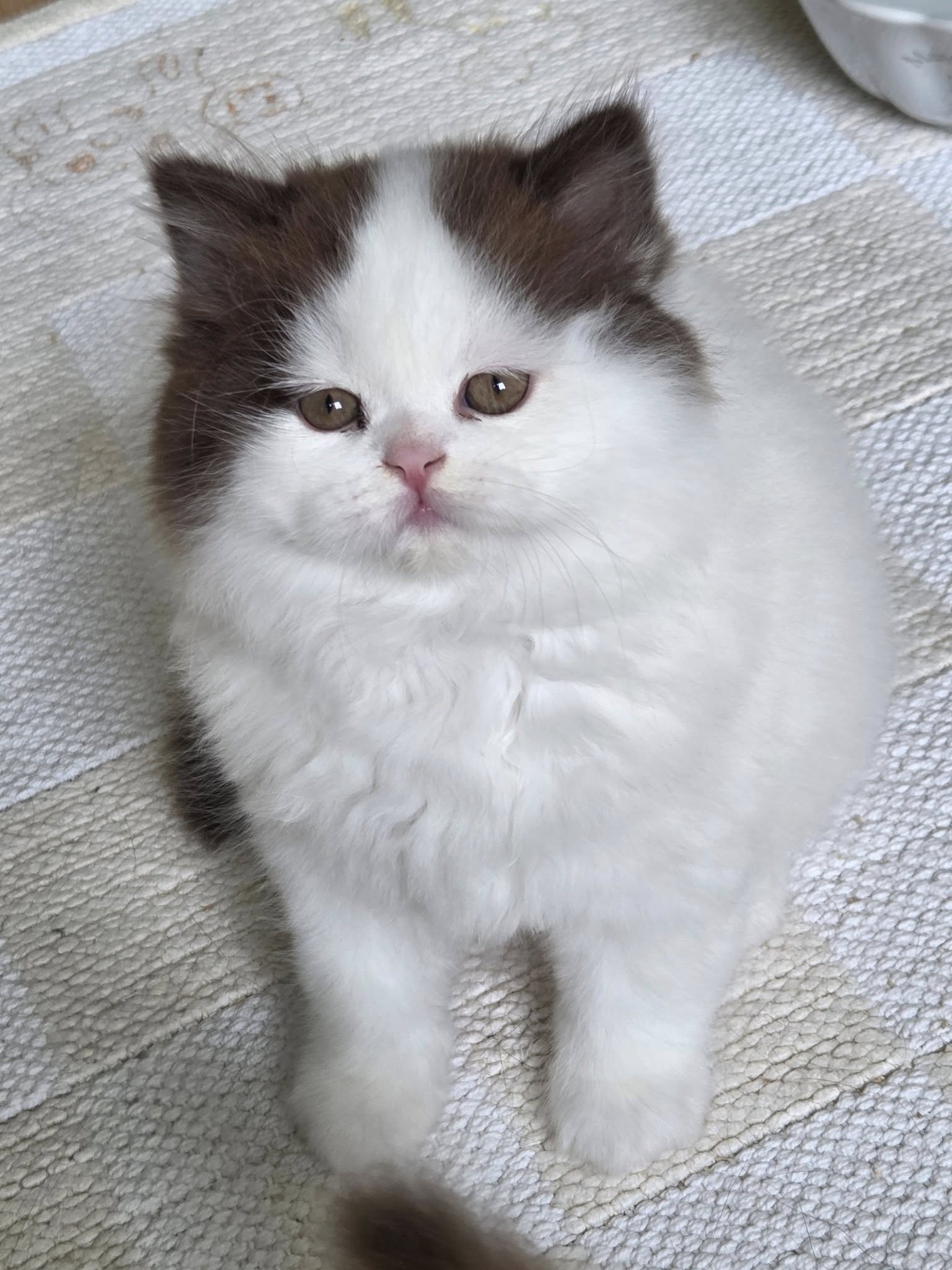 Chaton Highland straight