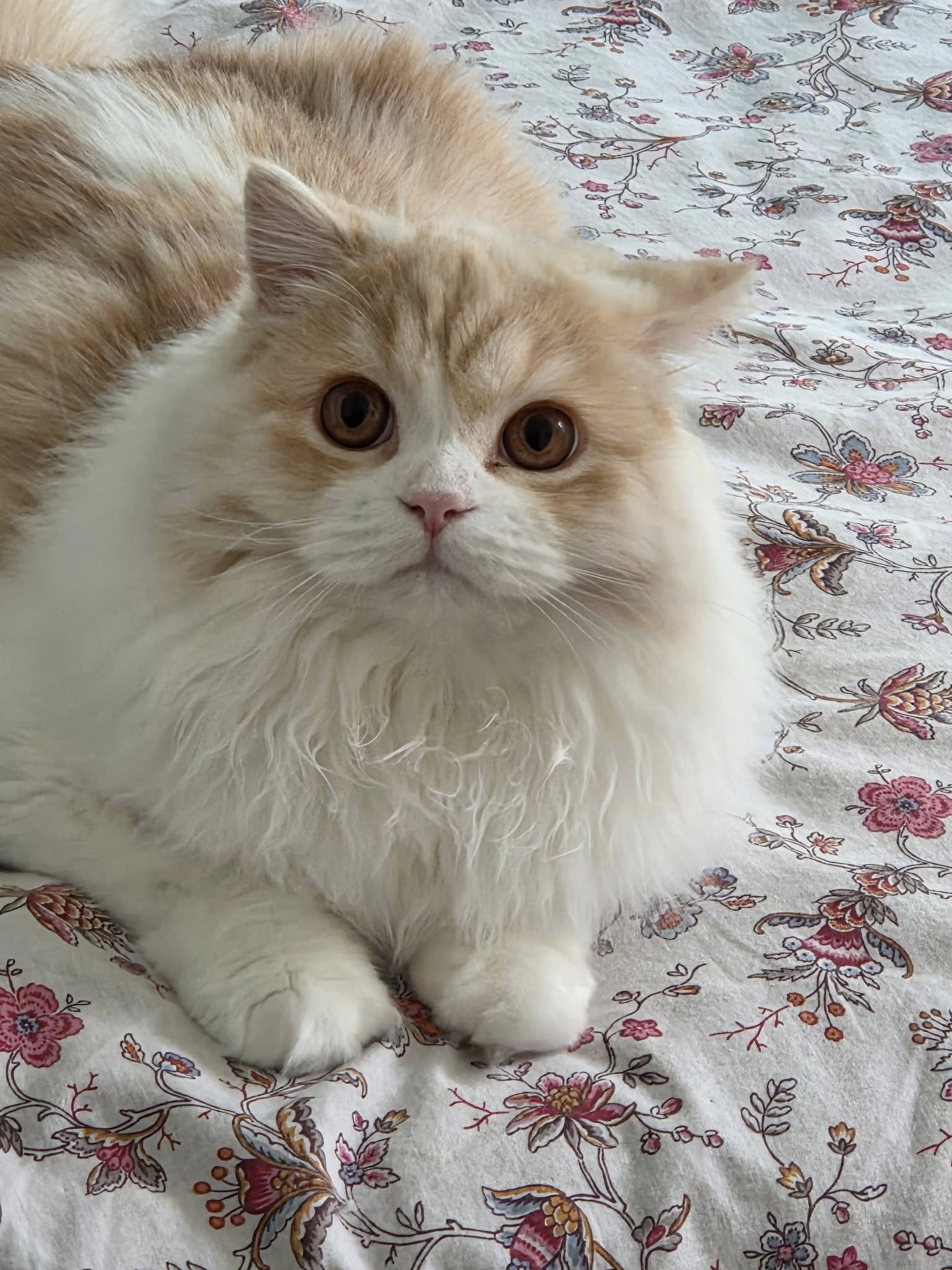 Chaton Highland straight