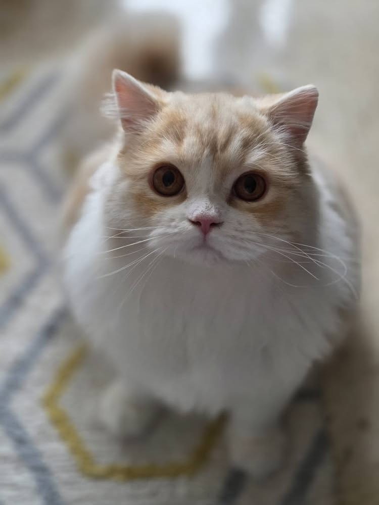 Chaton Highland straight