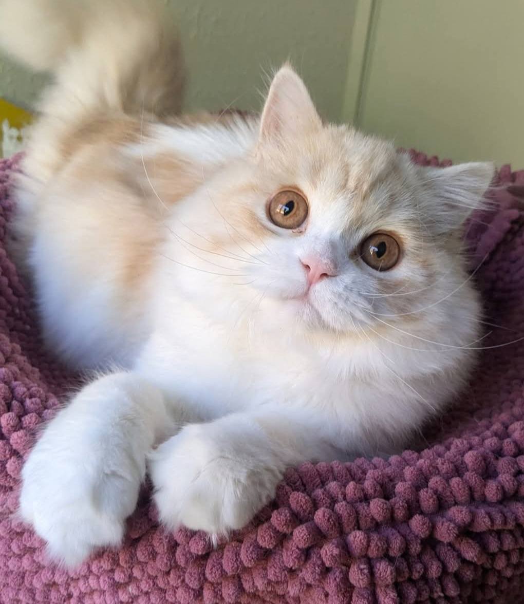 Chaton Highland straight