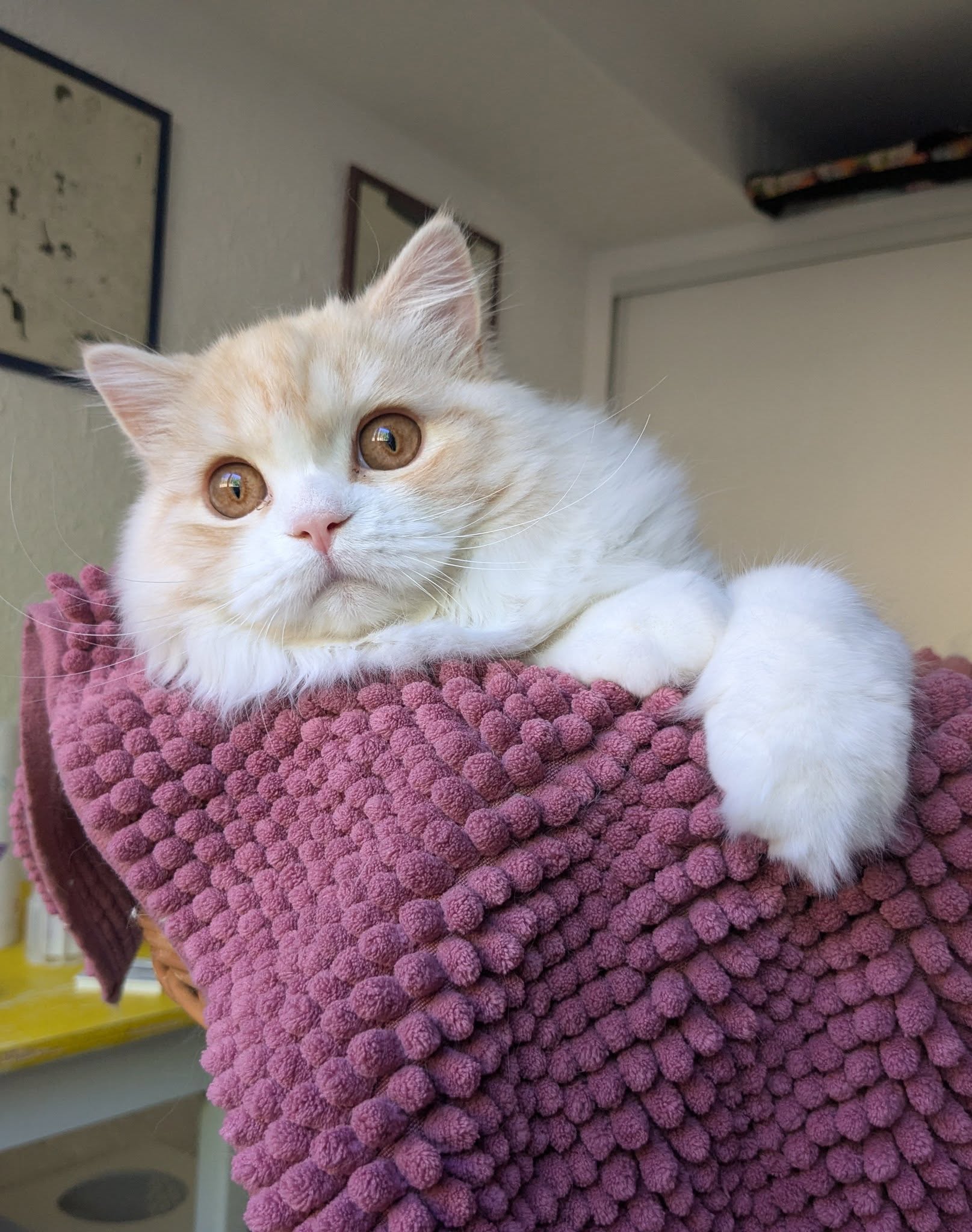 Chaton Highland straight