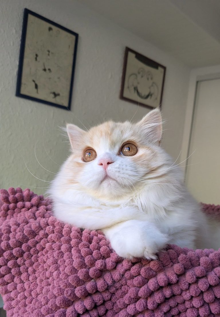 Chaton Highland straight