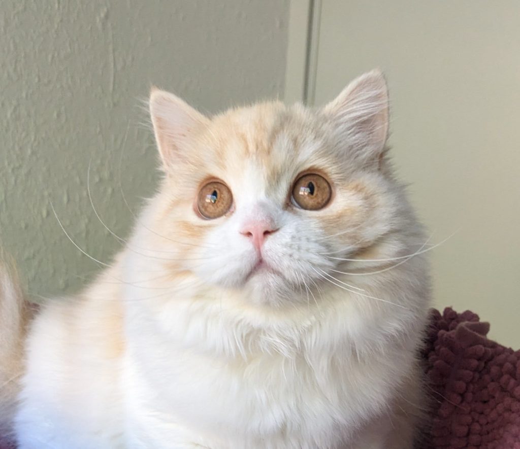 Chaton Highland straight