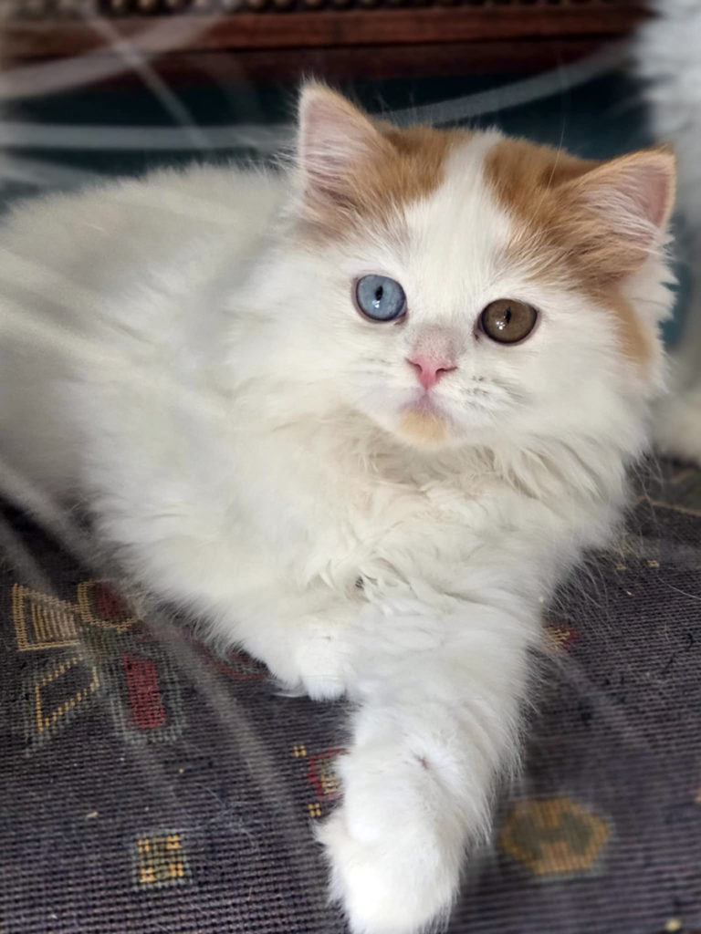 Chaton Highland straight