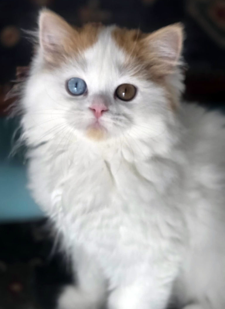 Chaton Highland straight