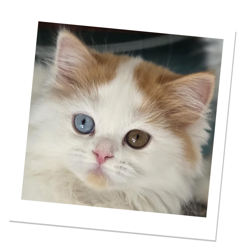 Chaton Highland straight