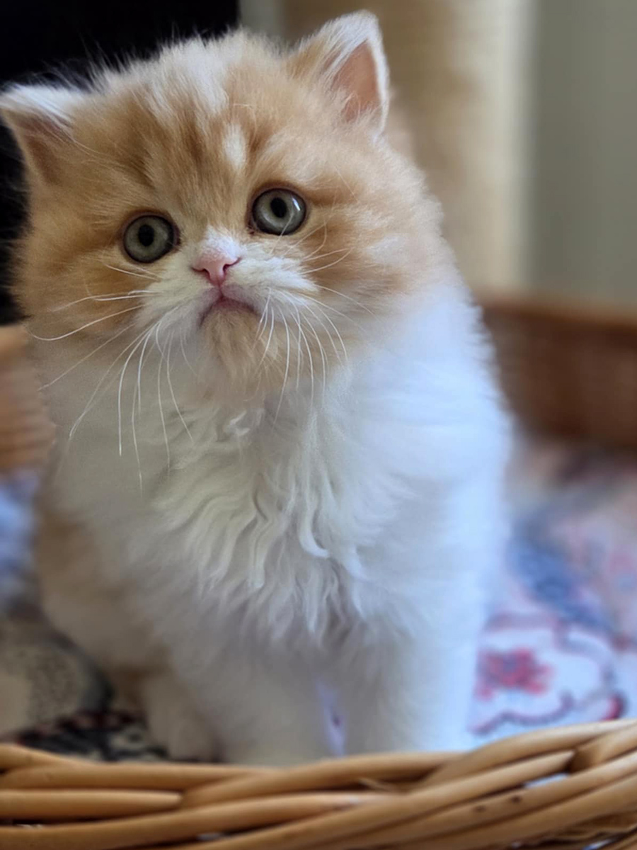 Chaton Highland straight