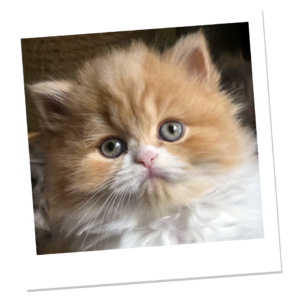 Chaton Highland straight