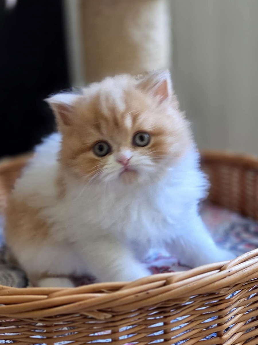 Chaton Highland straight