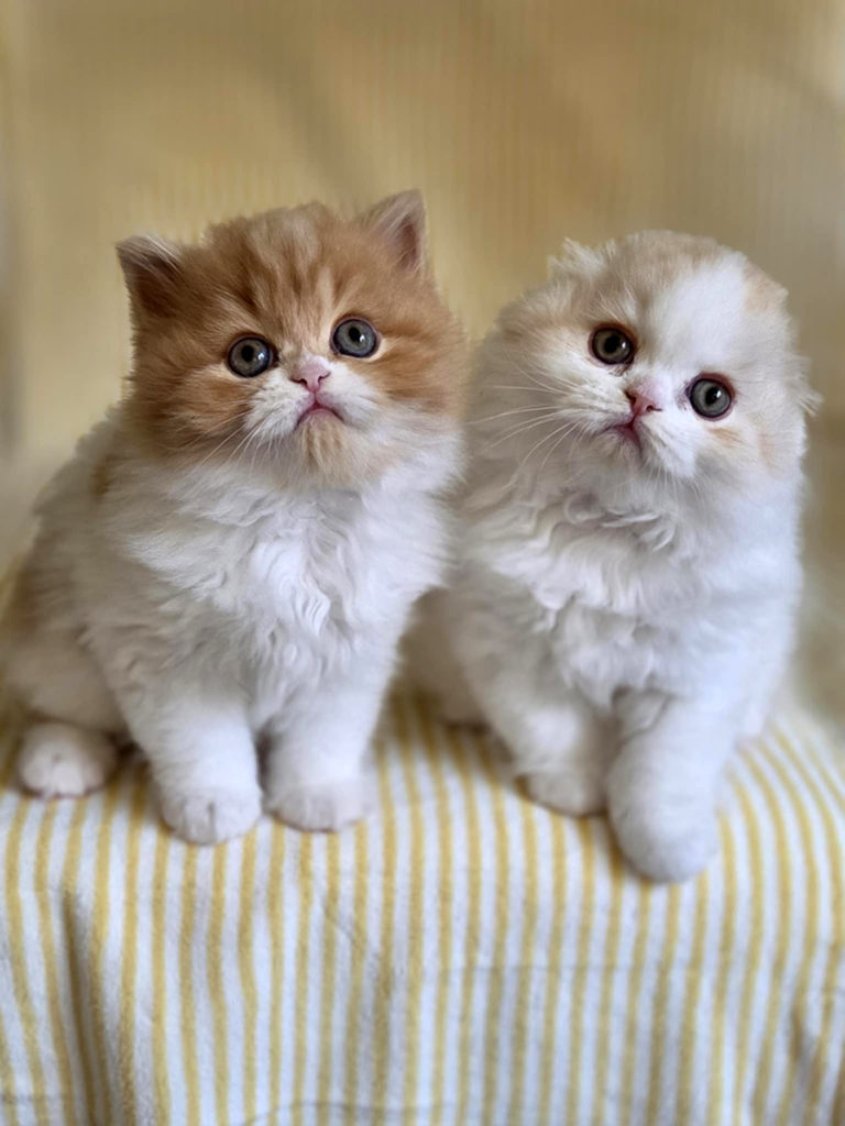 Chatons Highland straight et foldt