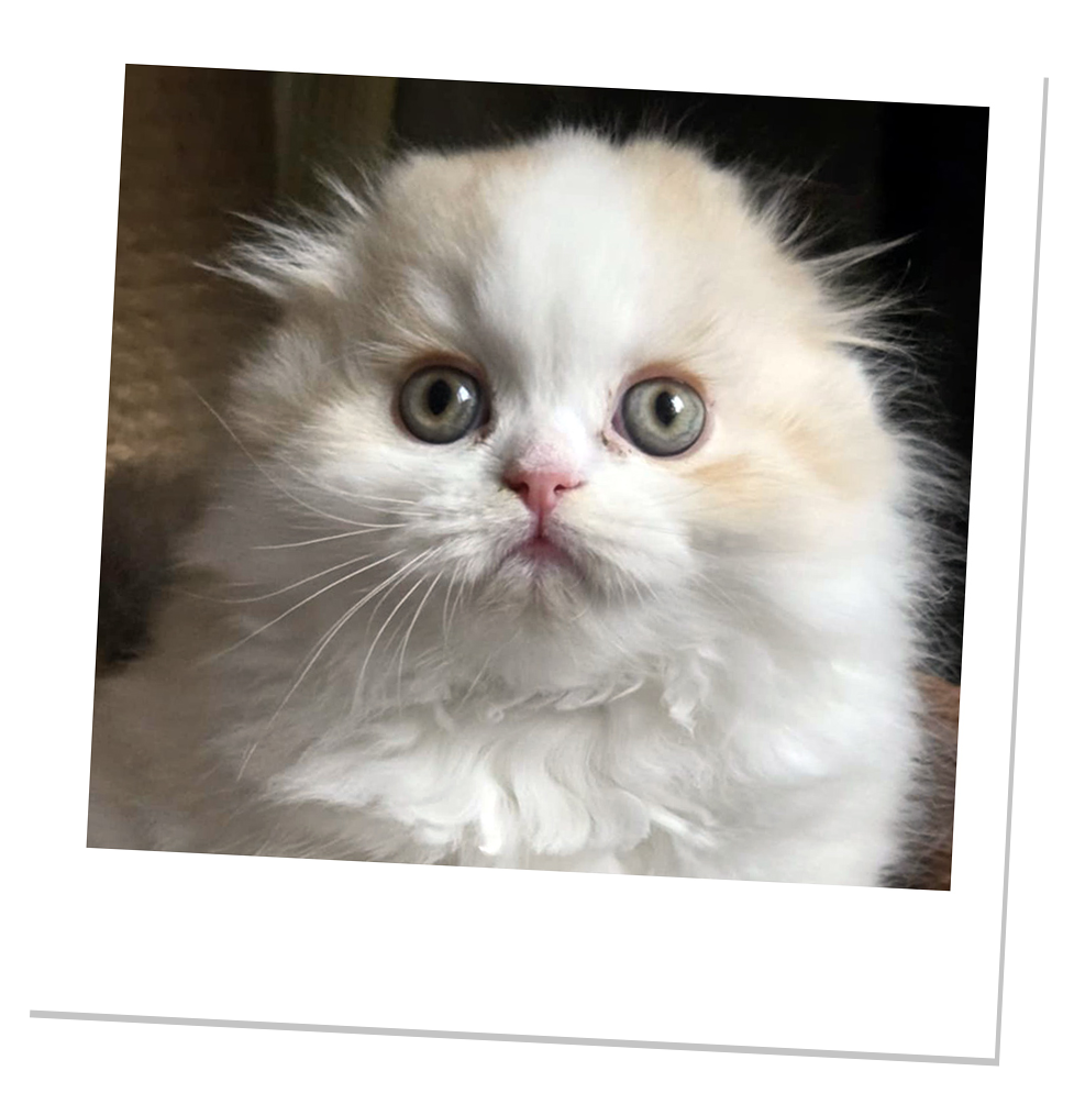 chaton Highland fold