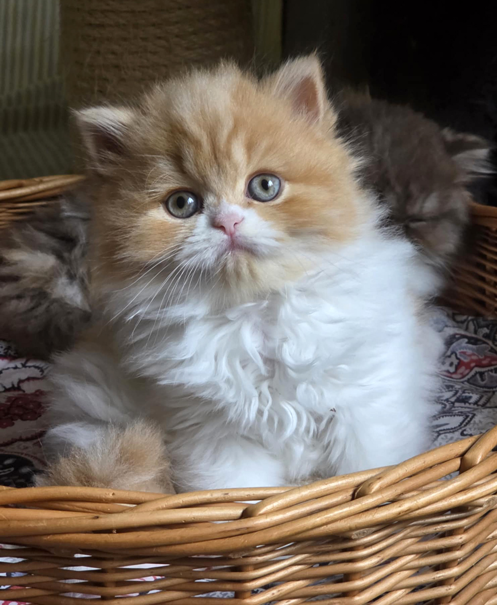 Chaton Highland straight