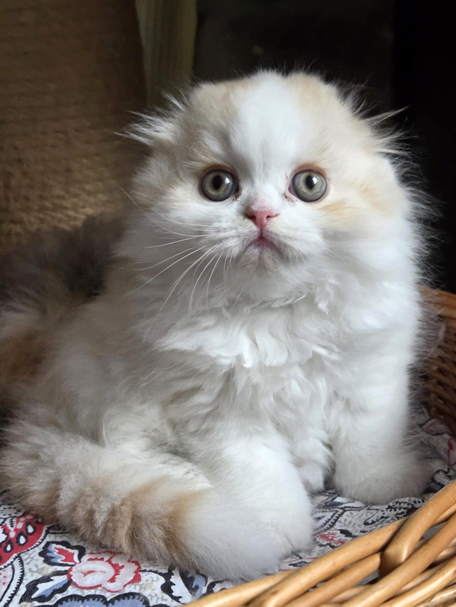 chaton Highland fold