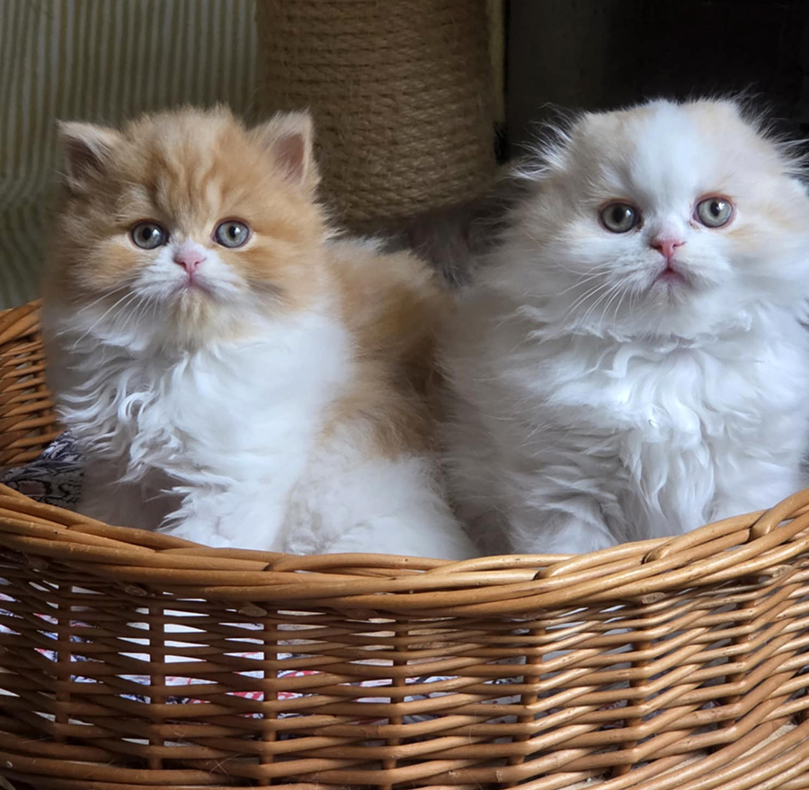 Chatons Highland straight et foldt