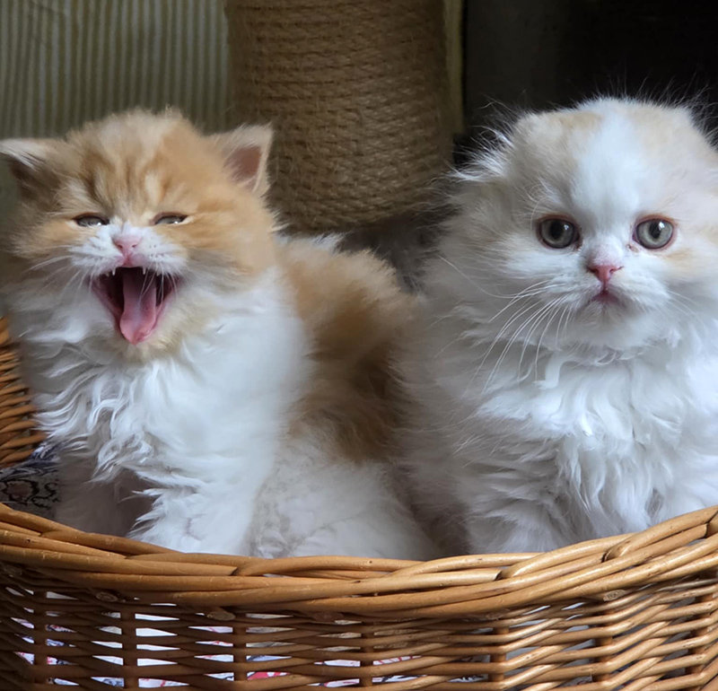 Chatons Highland straight et foldt