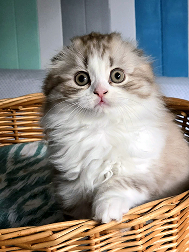 chaton Highland fold