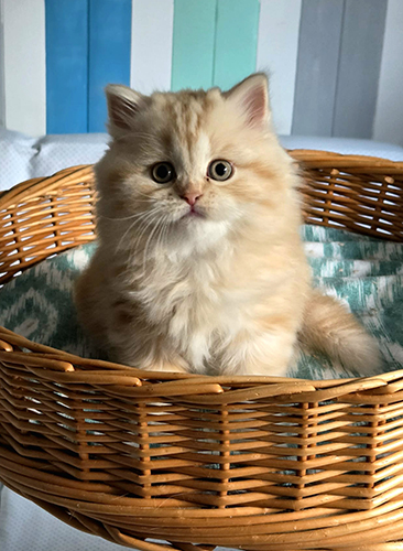 Chaton Highland straight
