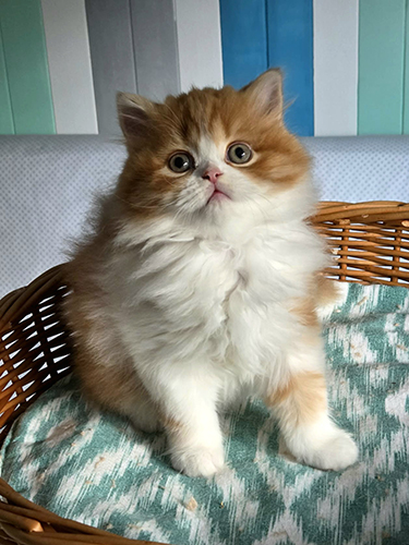 Chaton Highland straight