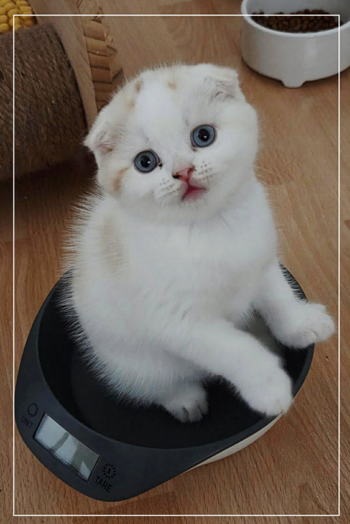 Chaton Scottish Fold