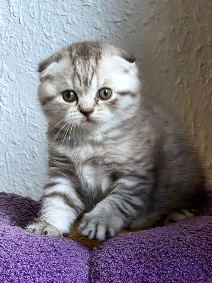 Chaton Scottish Fold