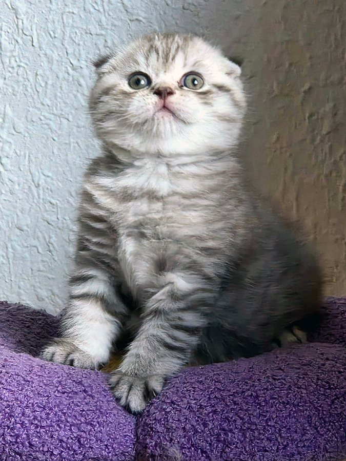 Chaton Scottish Fold
