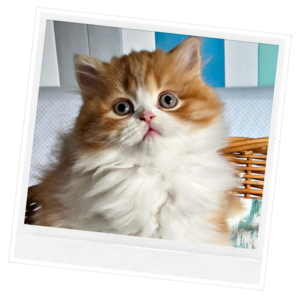 Chaton Highland straight