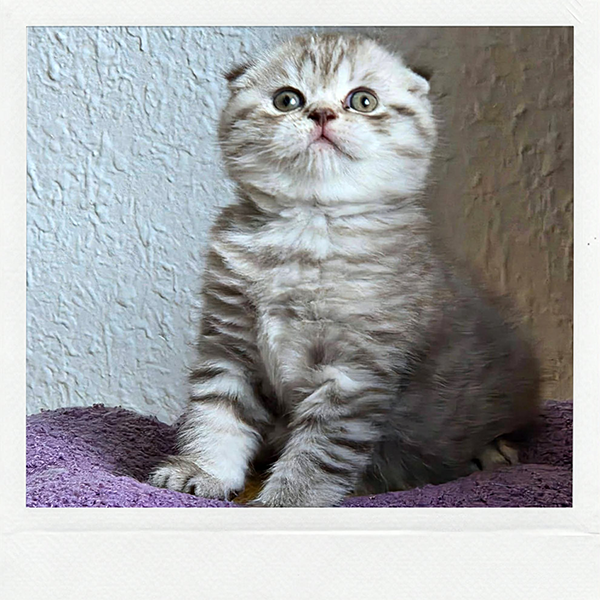 Chaton Scottish Fold
