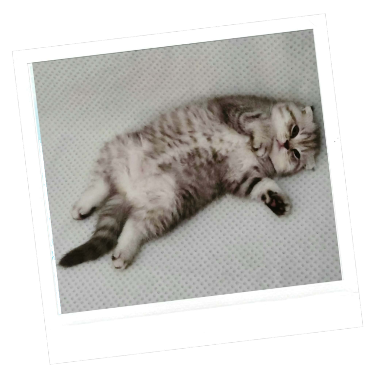 Chaton Scottish Fold