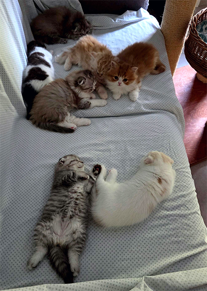 Chatons Highland straight et foldt