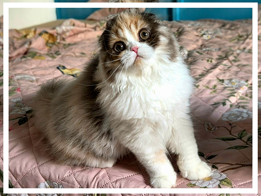 chaton Highland fold