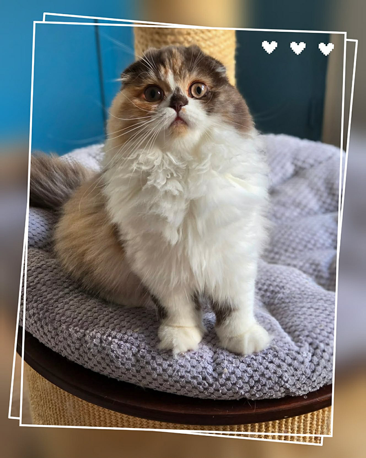 chaton Highland fold