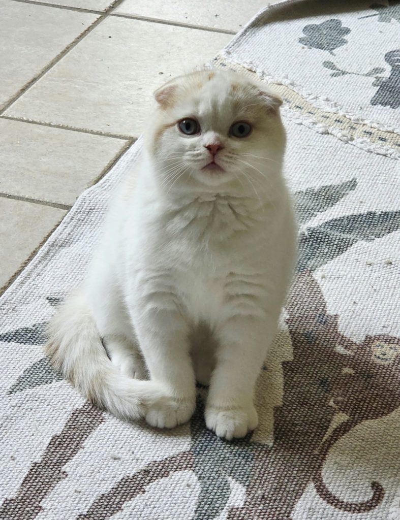 Chaton Scottish Fold