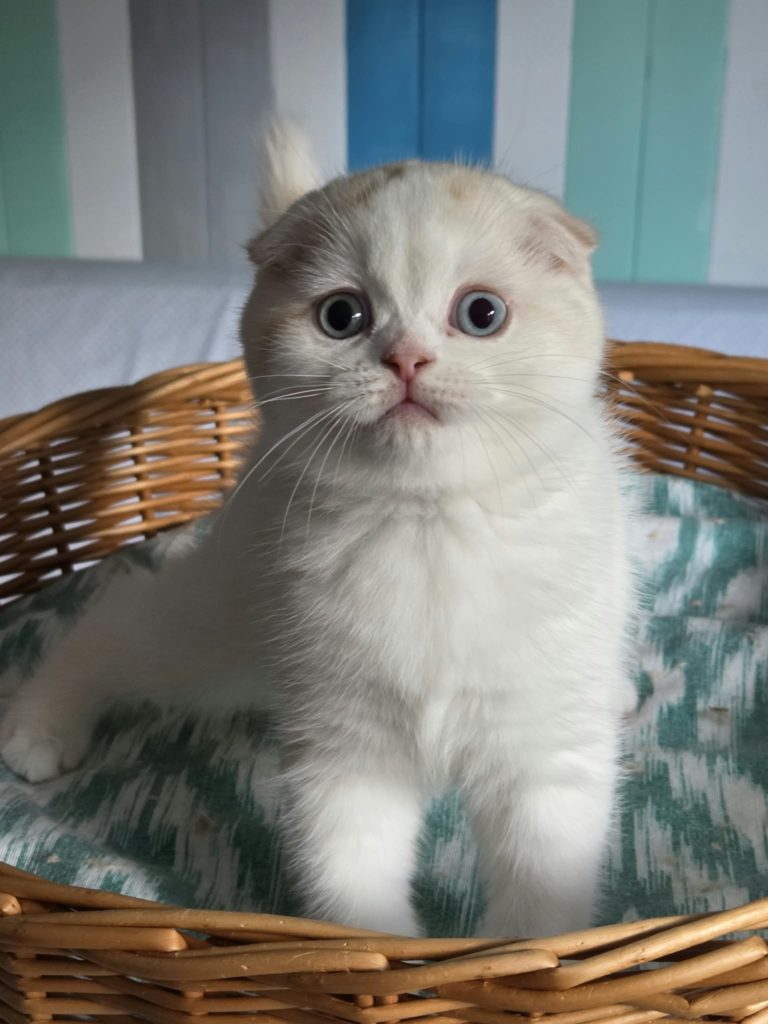 Chaton Scottish Fold