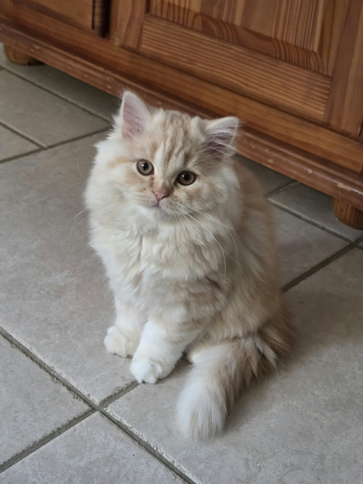 Chaton Highland straight