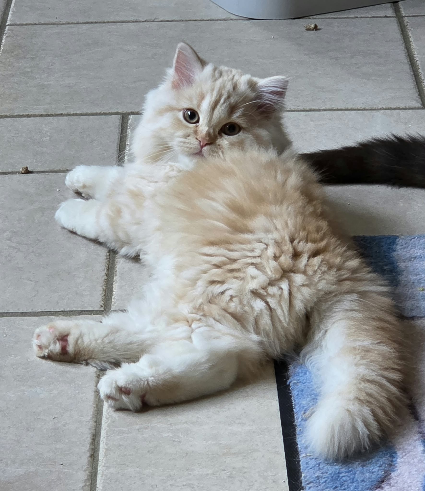 Chaton Highland straight