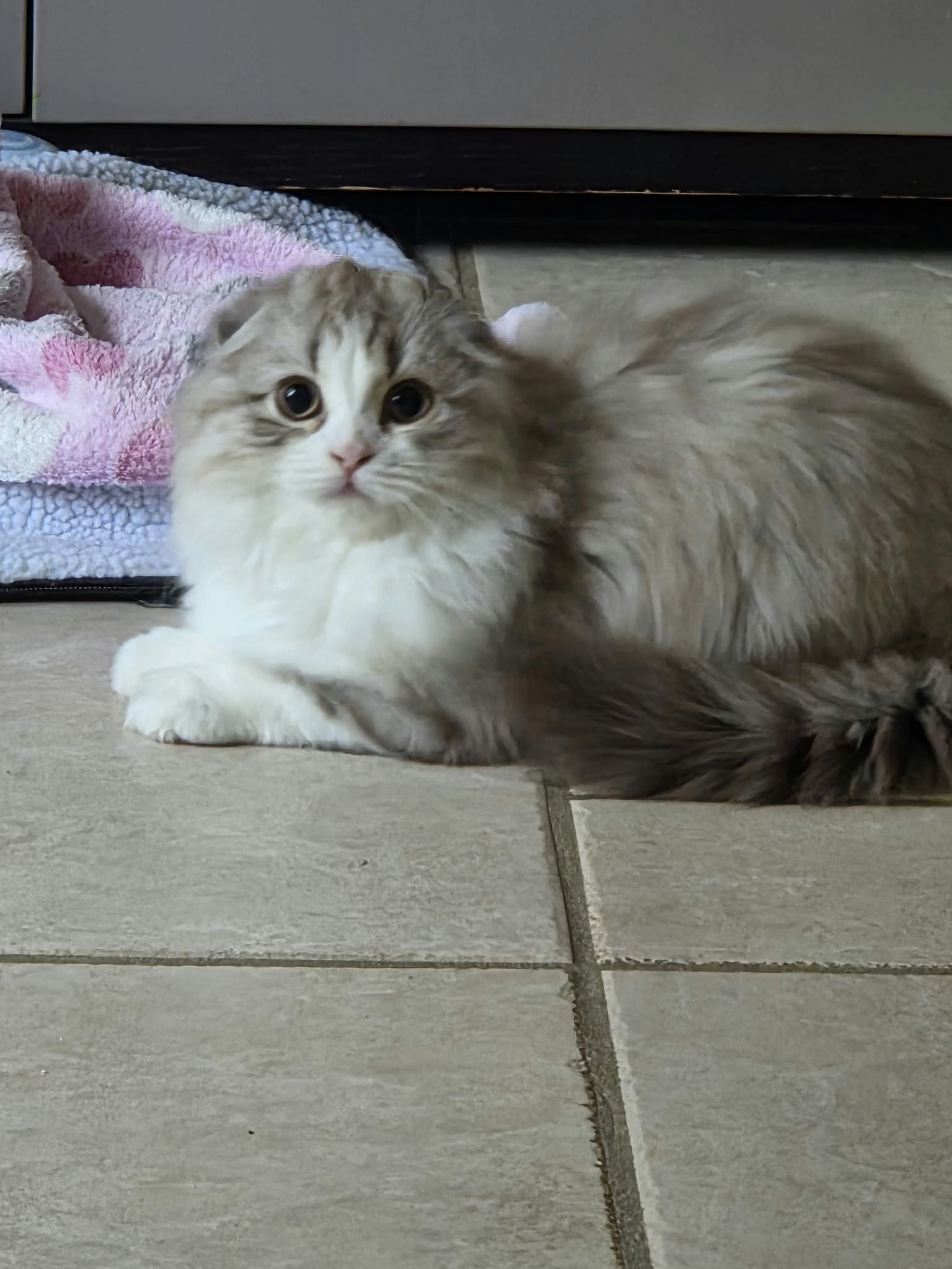 chaton Highland fold