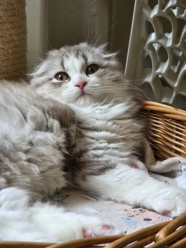 chaton Highland fold