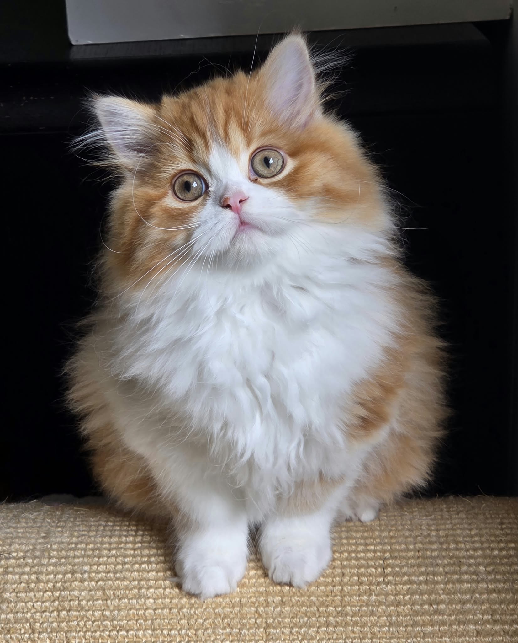 Chaton Highland straight