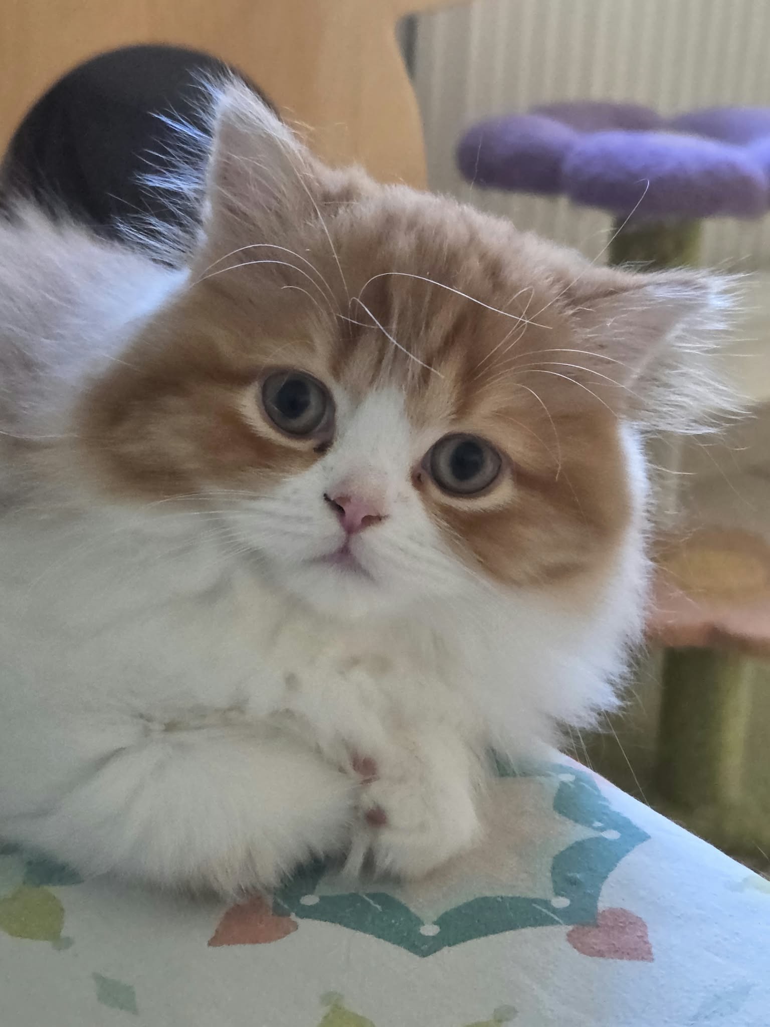 Chaton Highland straight