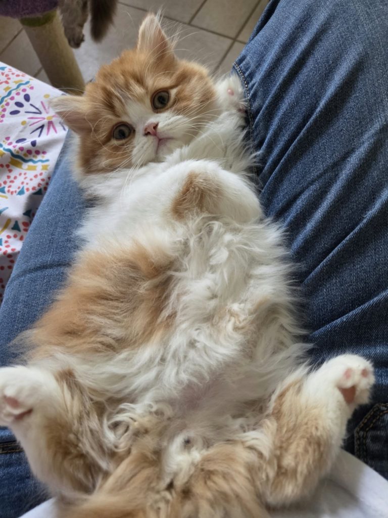 Chaton Highland straight